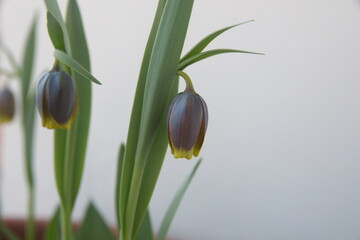 Fritillaria michailovskyi, species of flowering plant in the lily family, bulbous perennial plant