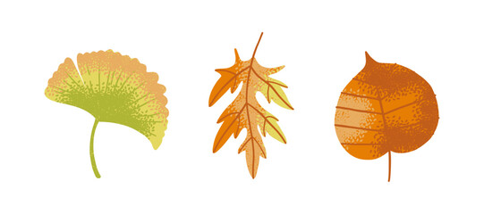 Collection of colorful autumn leaves, including ginkgo and maple, isolated on white background. Fall foliage set for seasonal decor, print design, and nature themes.