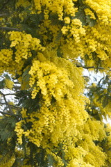 Fototapeta premium Acacia dealbata with yellow flowers, mimosa tree in bloom