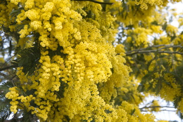 Acacia dealbata with yellow flowers, mimosa tree in bloom