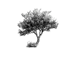 Vintage black sketch of desert mesquite tree, hand-drawn rustic illustration, mesquite leaves, eco home wall art, woodland decor, old etching style, botanical desert tree print
