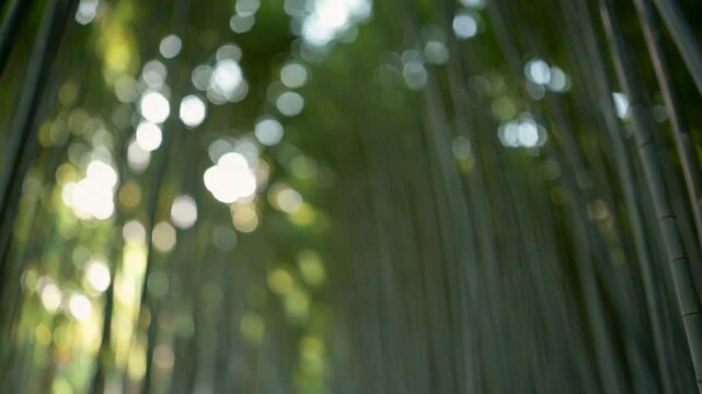For&ecirc;t de bambous en flou artistique avec lumi&egrave;re filtr&eacute;e