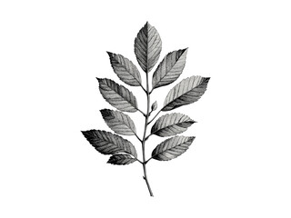 Hand-drawn Mountain Ash Botanical Sketch, vintage eco tree engraving, ash leaves in retro forest style, antique woodland decor print, rustic home wall artwork, organic nature theme