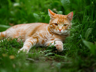 A ginger fur cat is laying in the rich green grass. The cat is orange and white, and it is relaxed...