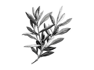 Rustic olive tree leaves engraving, hand-drawn vintage botanical sketch, Mediterranean branches, eco-conscious wall art, black sketch style, retro woodland decor, natural greenery print,