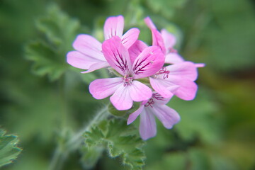 Pelargonium plant with pink flowers, "Rose geranium",  "Pink capricorn", Pelargonium capitatum,  rose-scented pelargonium