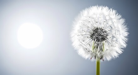 Obraz premium Delicate Dandelion Seed Head: Symbol of Hope, New Beginnings, and Resilience