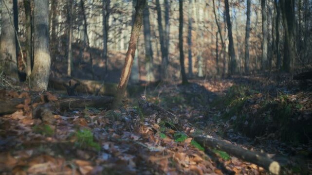 Autumn forest in the morning sun with a trickling stream