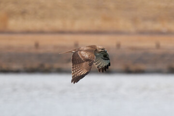 河川敷を飛翔するノスリ