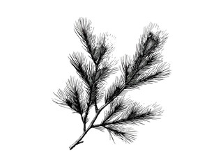 Obraz premium Antique Pine Tree Sketch, Retro Botanical Illustration, Hand-Drawn Evergreen Foliage, Old Style Nature Art, Black and White Tree Drawing, Vintage Forest Print, Rustic Wall Decor,