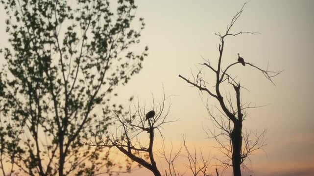 Wild turkeys roosted in a dead tree on a serene spring evening
