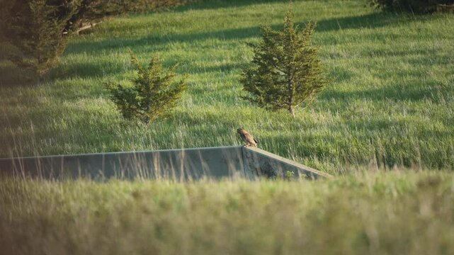 Large owl perched in a grassy meadow on a sunny spring evening