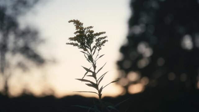 Silhouette of a goldenrod flower in a forest meadow at sunset on a tranquil autumn evening