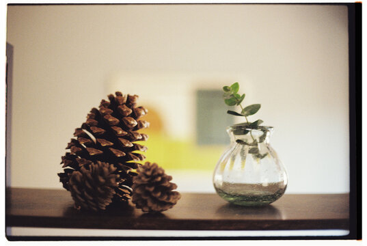 Fir tree cone on shelf