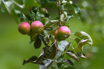 Close-up of ripening apples on a tree branch with green leaves, set against a soft, blurred...