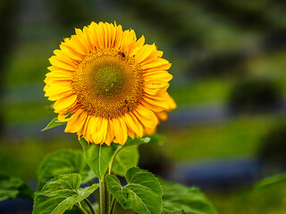 Single sunflower glowing in the late afternoon sun