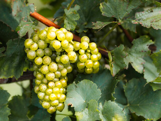 Close-up of a ripe bunch of green grapes hanging on a vine, surrounded by lush green leaves....