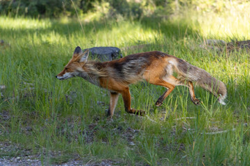 red fox in the wild running through green grass
