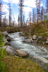 mountain river in the forest