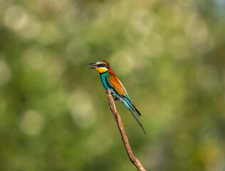 European bee-eater perched on branch singing