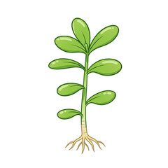 green plant isolated on white background