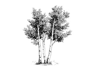 Fototapeta premium Quaking Aspen tree engraving, vintage woodland sketch, hand-drawn forest print, eco art, rustic leaves design, black ink nature art, retro tree decor, antique tree artwork