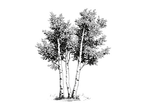 Quiver Tree Images – Browse 26,544 Stock Photos, Vectors, and