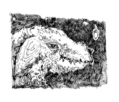 Vector ink sketch of a creature with detailed fur and an expressive eye, rendered with a cross-hatching technique. Dark, intense, and textured.