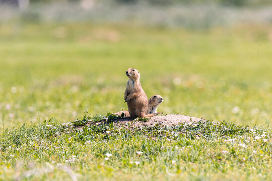 A couple of prairie dogs look out from their hole area in Theodore Roosevelt National Park