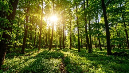 sun rays in the forest