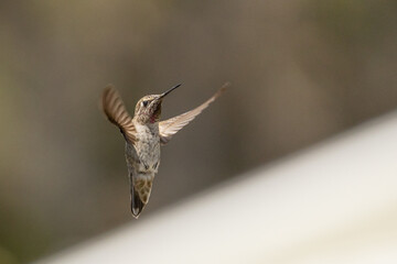 Flying humming bird with open wings