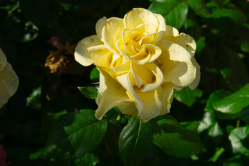 yellow rose in the garden