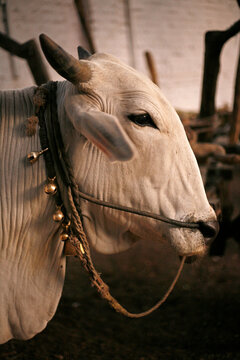 Indian cow with bells