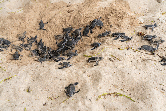 Green baby turtles hatching from natural nest on the beach