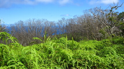 Obraz premium Blue skies at Maui, Hawaii