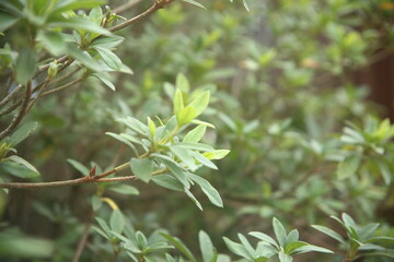 close up of fresh green leaves