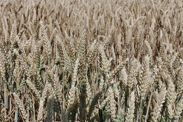 Detail if ripe mature wheat plants (Triticum) on agricultural field during summer season. Sunlight by daylight sunshine. 