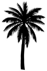 Minimal vector silhouette of a single palm tree, centered with no ground or soil. Isolated on transparent background, perfect for tropical, summer, and clean design projects.
