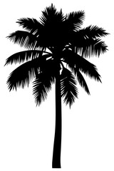 Minimal vector silhouette of a single palm tree, centered with no ground or soil. Isolated on transparent background, perfect for tropical, summer, and clean design projects.