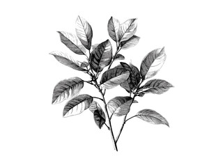 Vintage engraving of spindle tree, hand-drawn rustic tree sketch, black sketch art, spindle tree leaves, retro woodland decor, eco-friendly botanical print, nature-inspired wall art,