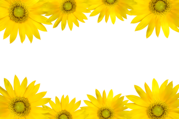 Sunflower Border Frame isolated on transparent background