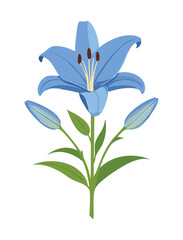 Serene Blue Lily Plant with Unopened Buds
