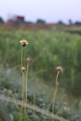 close-up photo of flowers