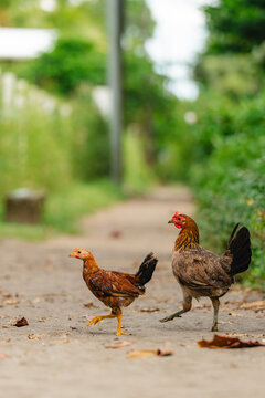 Chickens walking down rural path