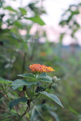 close-up photo of flowers