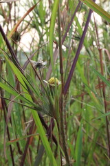 close-up photo of flowers