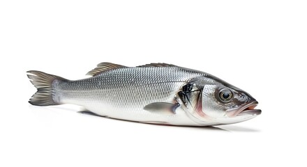 Obraz premium A fresh, uncooked European sea bass (Dicentrarchus labrax) lies on a white background. The fish is silver with black details.