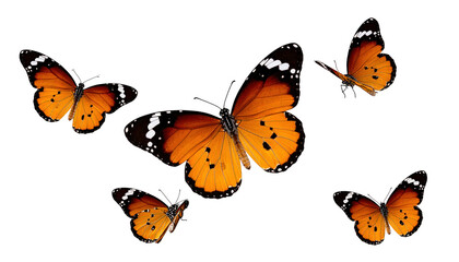 Colorful Monarch Butterflies in Flight against Black Background
