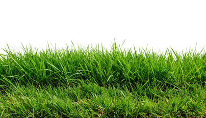Vibrant Green Grass Texture for Nature and Landscape Projects