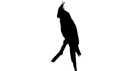 Silhouette of a cockatiel perched on a branch with a long tail and a distinctive crest on its head